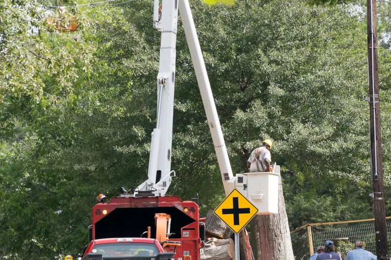 Tree Straightening Service
