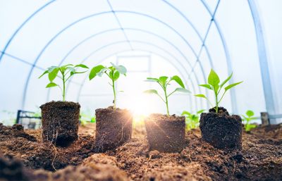 Optimal Planting Windows