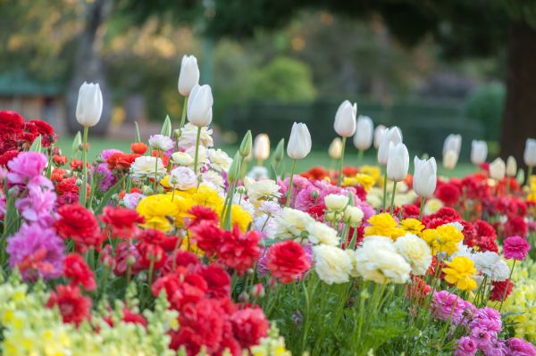 Gardening Service in Camas
