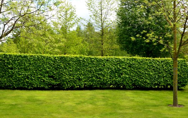 Hedge Planting in Camas