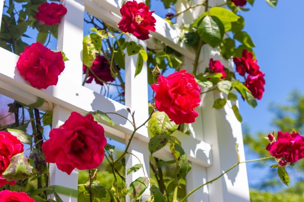 Home Gardening Service in Camas