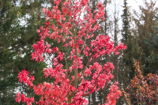 Japanese Maple Planting in Camas