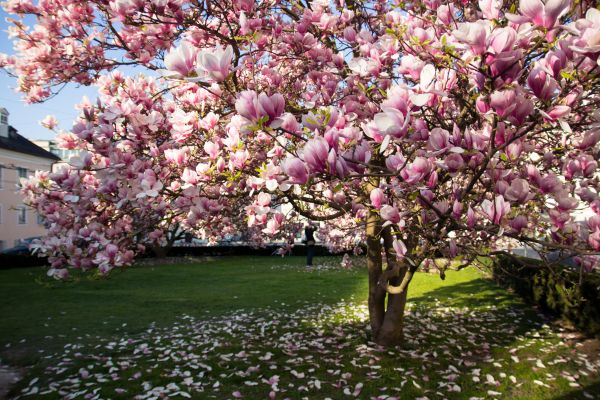 Magnolia Tree Planting in Camas