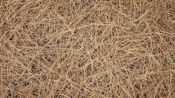 Pine Needles Delivery in Camas
