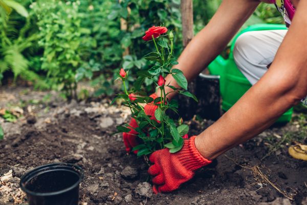 Planting Service in Camas
