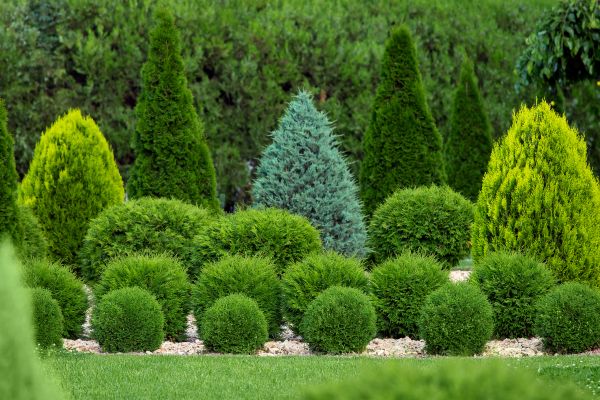 Shrub Replacement in Camas