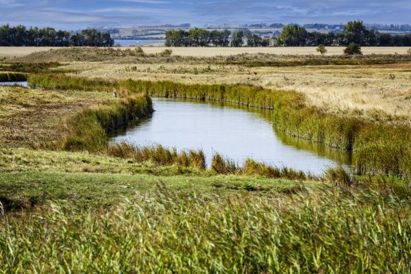 Swale Landscaping in Camas