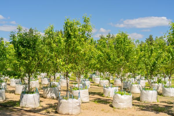 Tree Planting Service in Camas