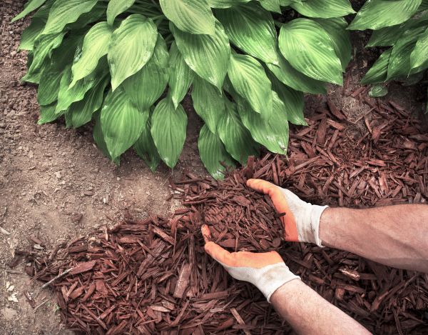 Shredded Mulch Service in Camas