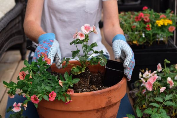 Plant Care Service in Camas