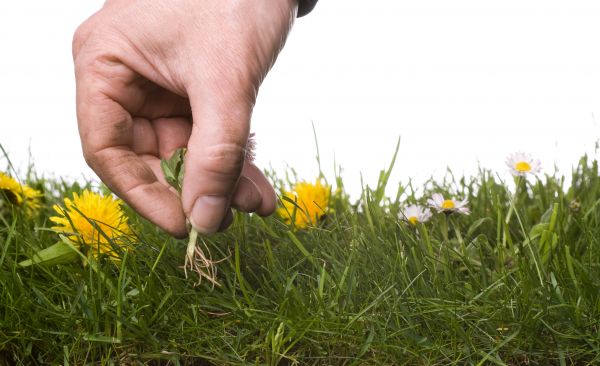 Lawn Weeding in Camas