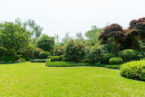 Tree Landscaping in Camas