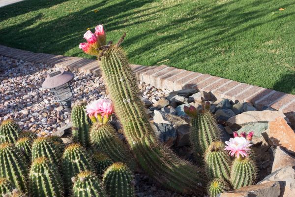 Desert Landscaping in Camas