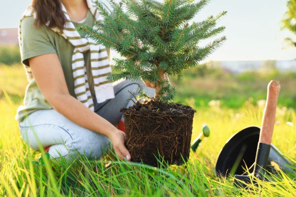 Spruce Tree Planting in Camas