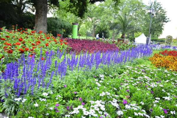 Perennials Planting in Camas