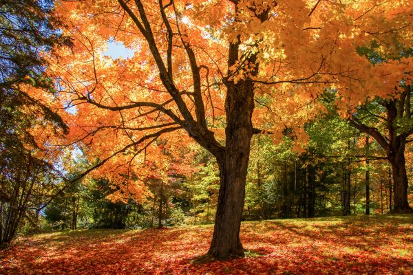 Maple Tree Planting in Camas