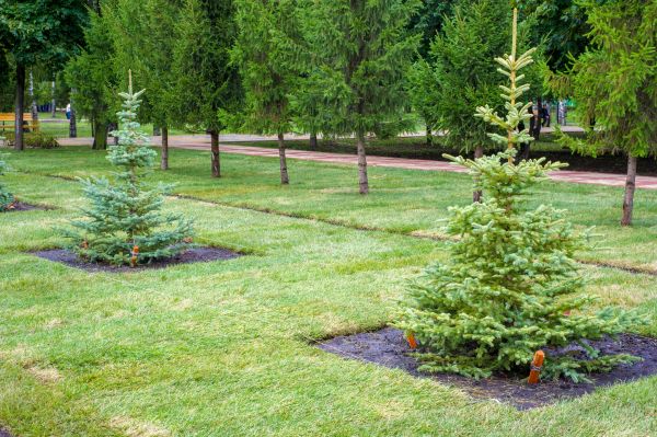 Privacy Trees Planting in Camas