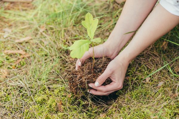 Oak Tree Planting in Camas