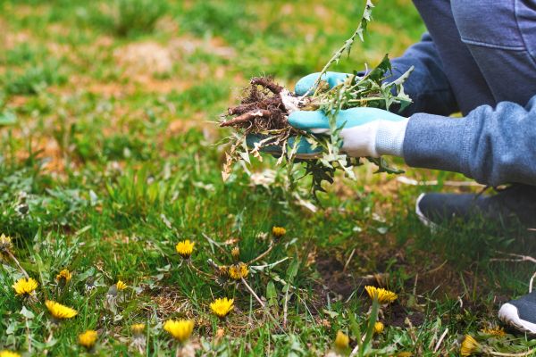 Flower Bed Clearing in Camas