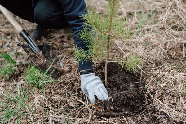 Pine Tree Planting in Camas