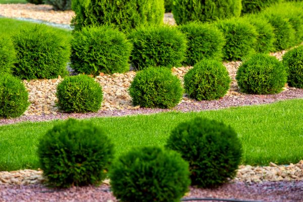 Bush Replacement in Camas