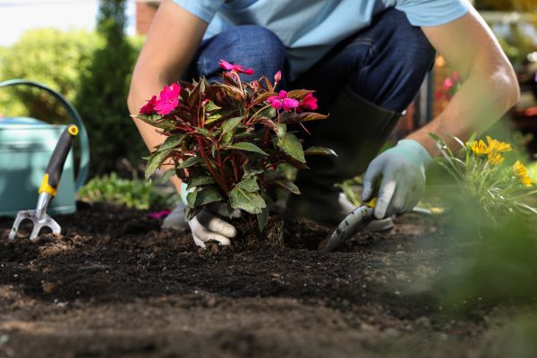 Plant Replacement in Camas