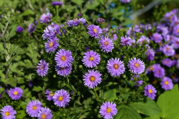 Perennial Flower Planting in Camas