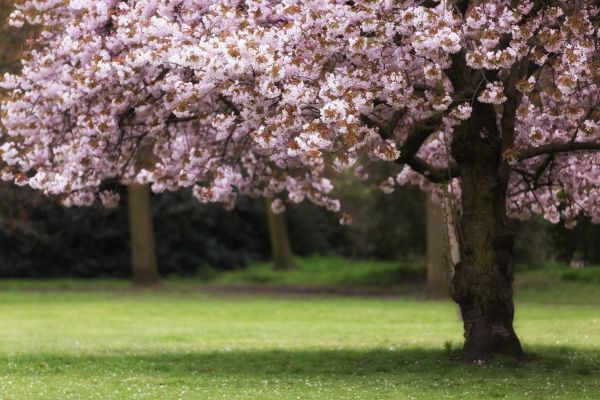 Cherry Tree Planting in Camas