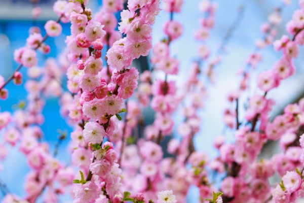 Japanese Cherry Tree Planting in Camas