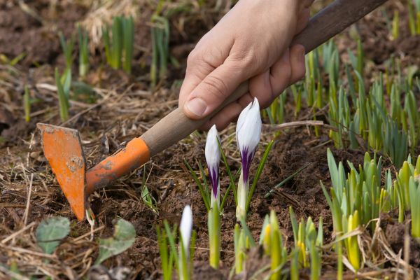 Flower Garden Weeding in Camas
