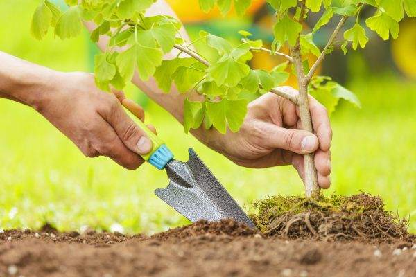 Fruit Tree Planting in Camas