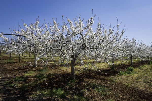 Orchard Planting in Camas