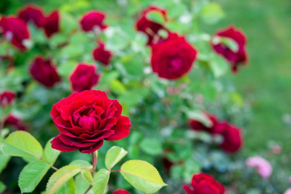 Rose Planting in Camas