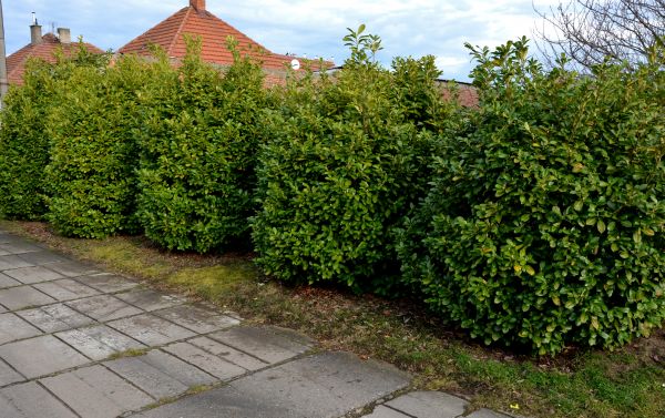 Privacy Shrub Installation in Camas
