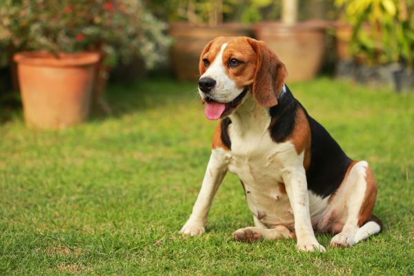 Dog Friendly Landscaping in Camas