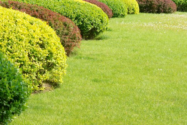 Shrubbery Planting in Camas