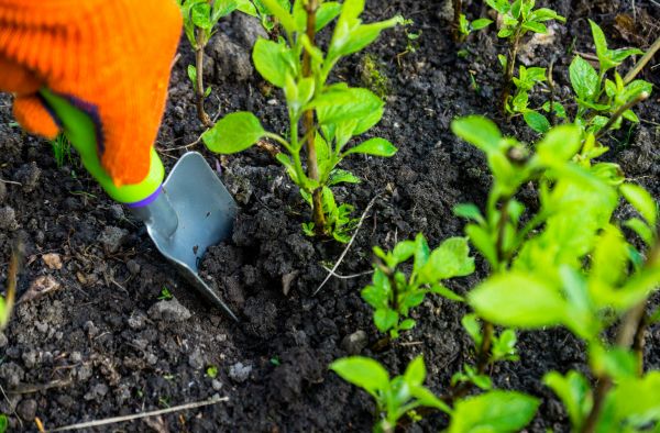 Hydrangea Planting in Camas