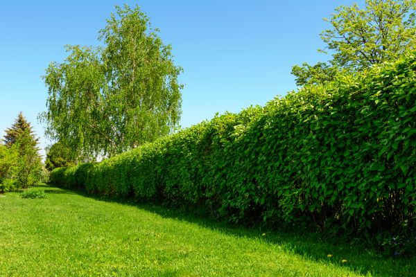 Hedge Replacement in Camas