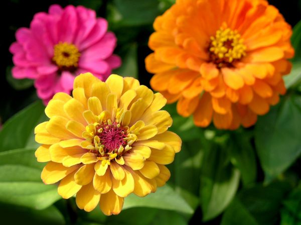 Zinnia Planting in Camas