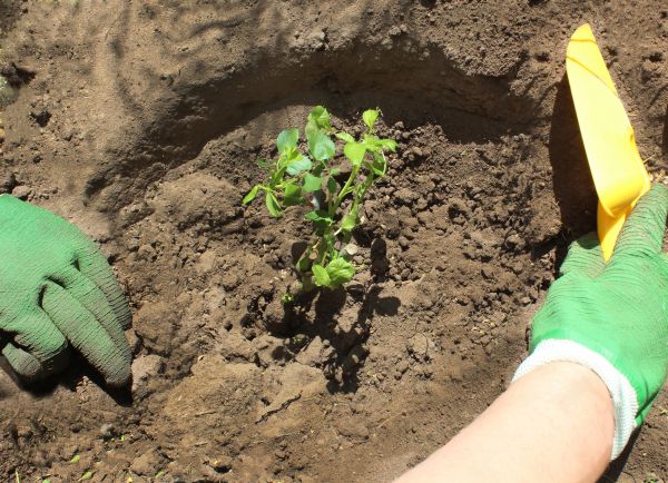 Rose Bush Planting in Camas