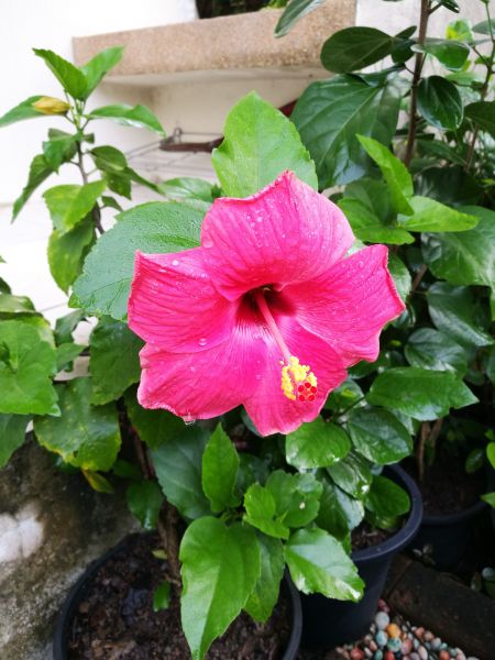 Hibiscus Planting in Camas
