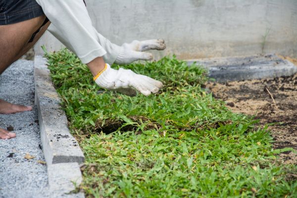 Ground Cover Planting in Camas