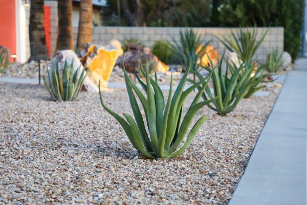 Drought Resistant Landscaping in Camas