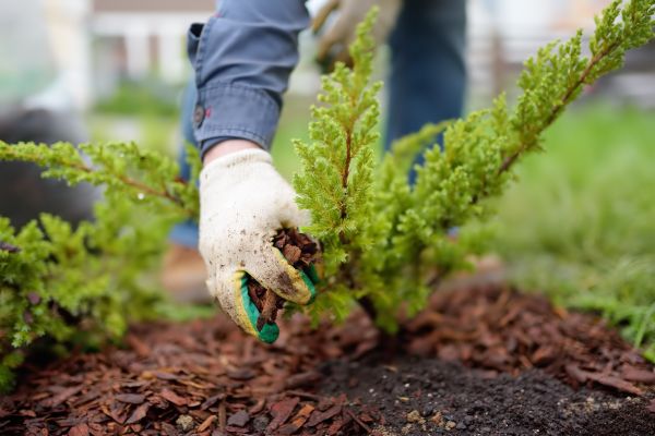 Church Mulching in Camas