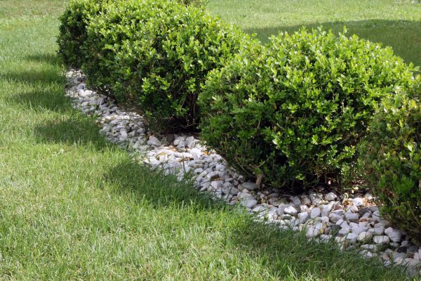 Boxwood Planting in Camas