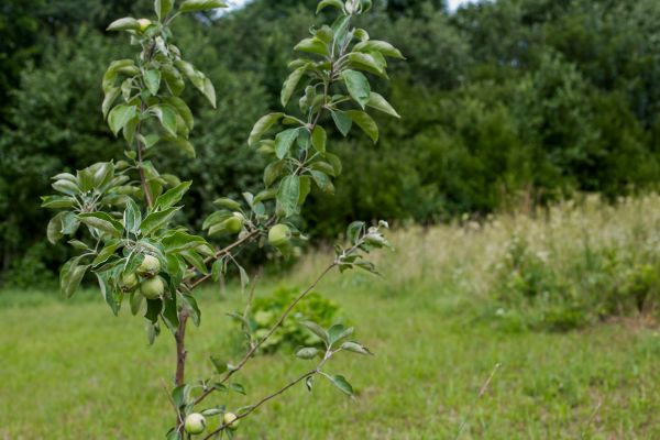 Apple Tree Planting in Camas