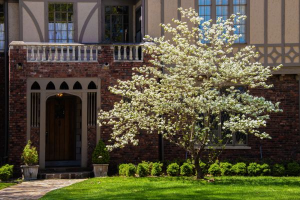Dogwood Tree Planting in Camas